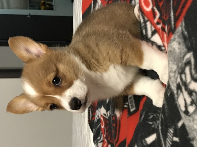 Pembroke Welsh Corgi puppy for sale + 52150