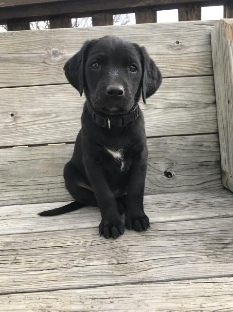 German Shorthaired Pointer puppy dog for sale in Odessa, Missouri