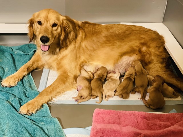 Golden Retriever puppy for sale + 61410