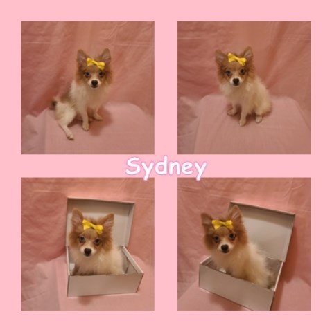 Pomeranian-Female- Sydney