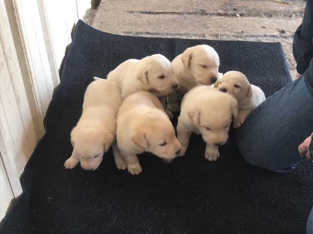 Labrador Retriever puppy for sale + 56290