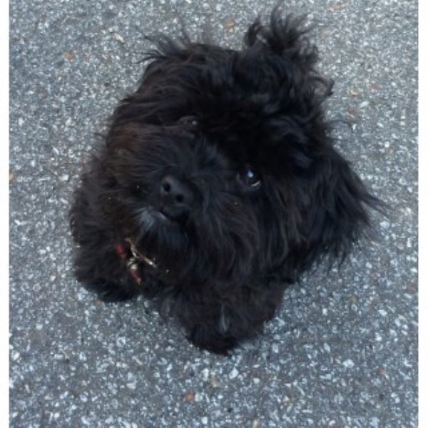 Havanese puppy dog for sale in Acworth,