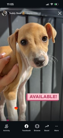 IG puppy for sale