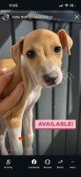 IG puppy for sale Italian Greyhound for sale/adoption