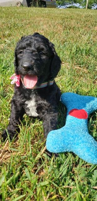 Goldendoodle puppy for sale + 56421