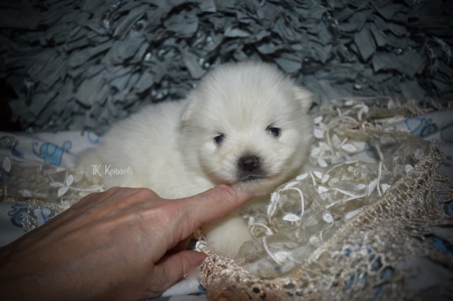 Pomeranian puppy for sale + 55100