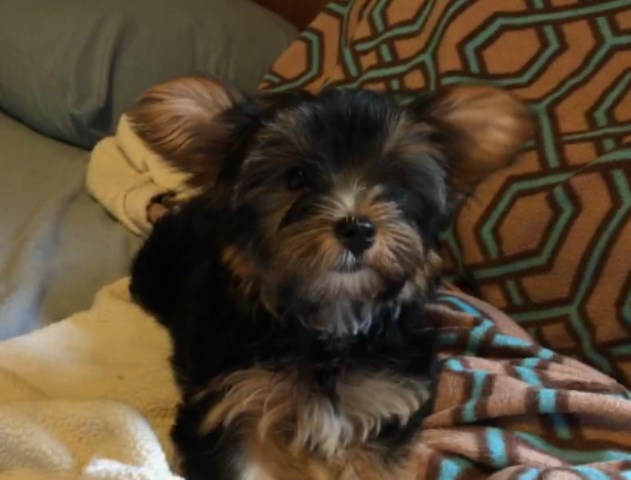 Adorable Yorkshire Terrier Female Puppy Available
