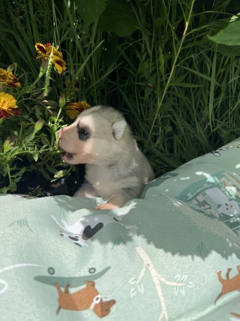 Siberian Husky puppy for sale + 64898