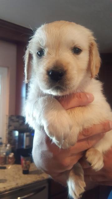 Gorgeous AKC golden retriever