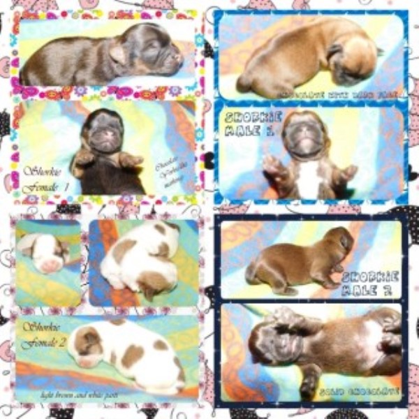 Unique Shorkie Puppies