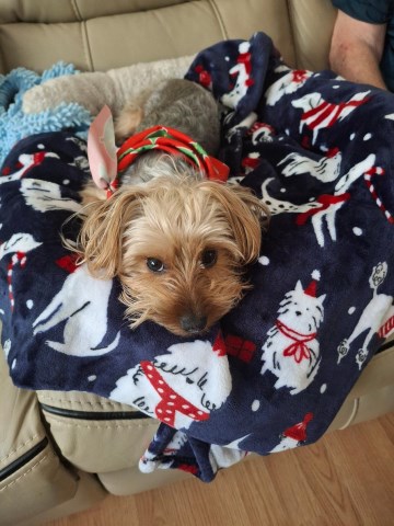 Yorkie for Rehome