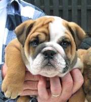 AKC Bulldog Puppy for sale English Bulldog for sale/adoption