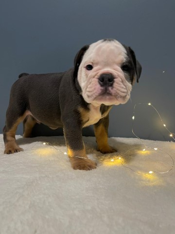 English Bulldog puppy for sale + 61109