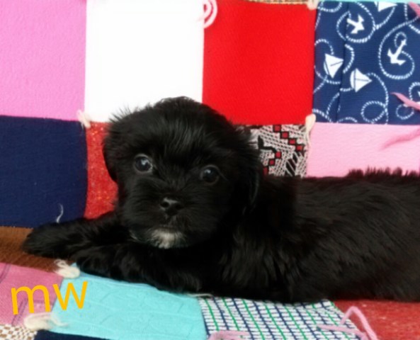 Shih Tzu puppy for sale + 50327