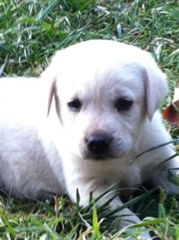 Labrador Retriever puppy for sale + 51181