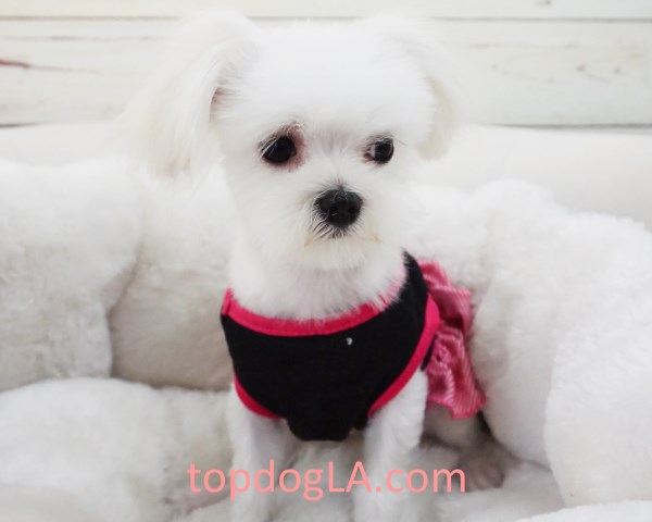 Maltese Puppy - Female - Seoul ($2,899) T Cup size