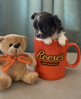 AKC registered LC Chihuahua Chihuahua for sale/adoption