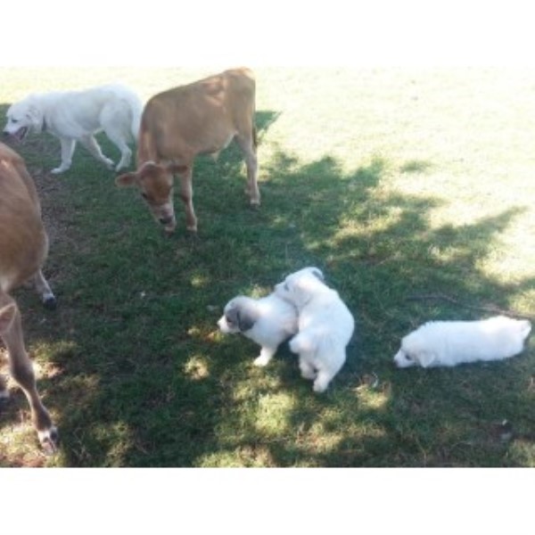Great Pyrenees Puppies