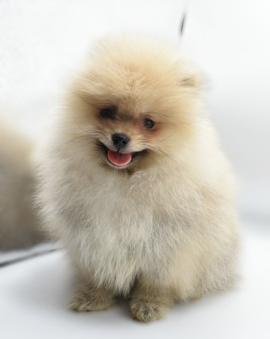 Purebred Pomeranian Puppy BOY Tom