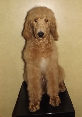 CKC Reg. Standard Poodle Puppies Only 2 Males 1 Female Left ready to go now