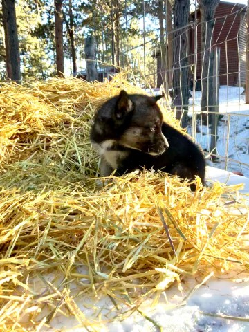 Siberian Husky puppy for sale + 61294