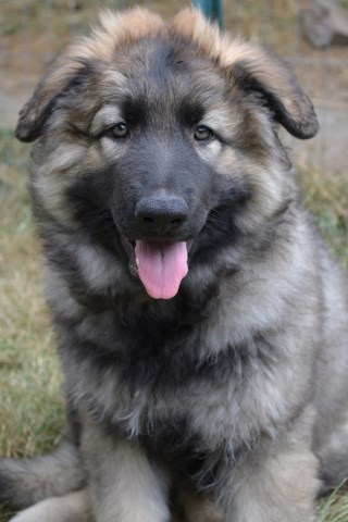 Shiloh Shepherd puppy dog for sale in Spanaway, Washington