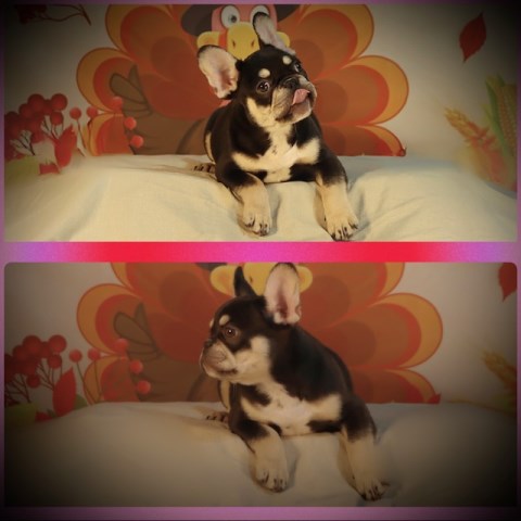 French Bulldog puppy for sale + 66935