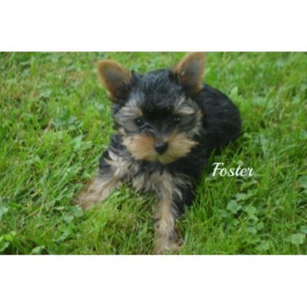 Gorgeous Yorkie Puppies