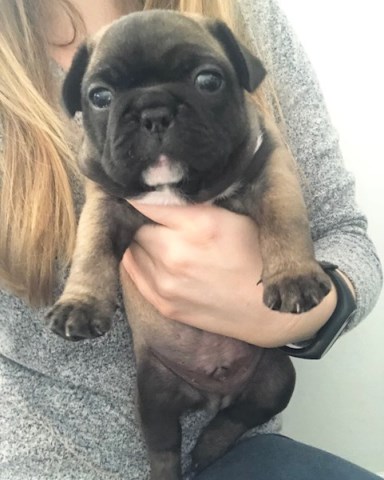 French Bulldog puppy for sale + 51341