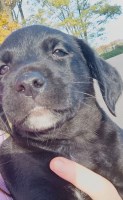 Male puppy 1 - Labrasetter Setterdor Labrador Retriever for sale/adoption