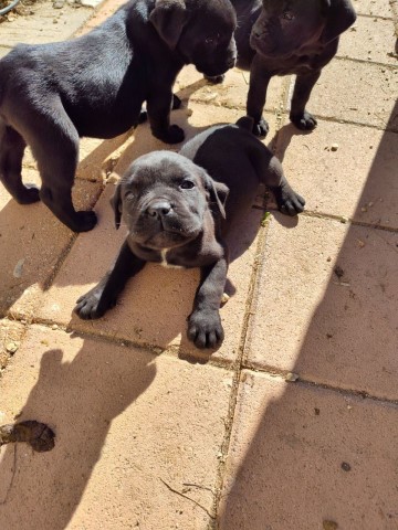 Cane Corso puppies