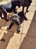 Cane Corso puppies Cane Corso for sale/adoption