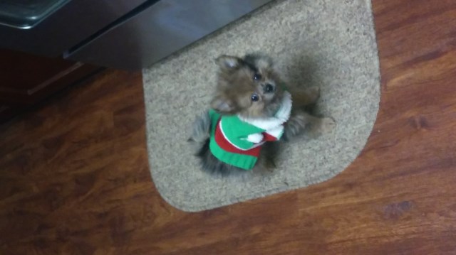 Pomeranian puppy for sale + 48040