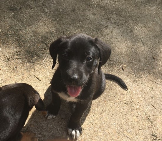 Female Ckc Registered Black Lab