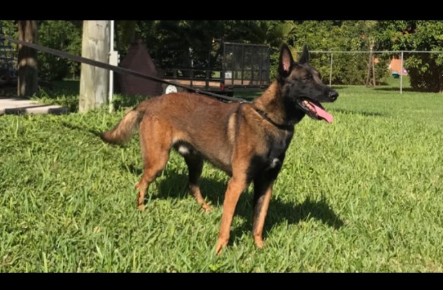 AKC Belgian Malinois Puppies For Sale Perle De Tourbiere Lines