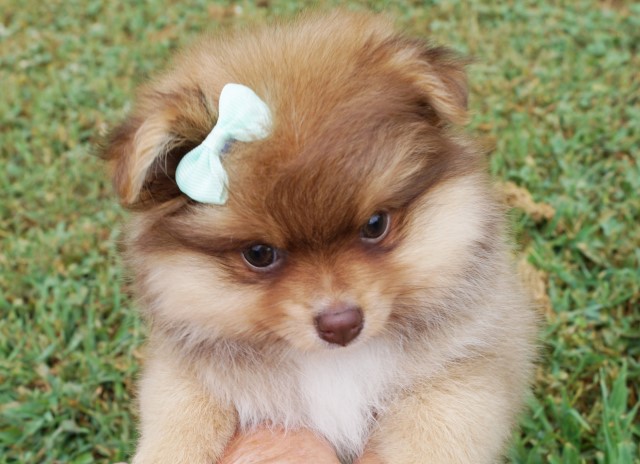 CKC Pomeranian: JUNE-BUG BARBIE; Female; Purebred