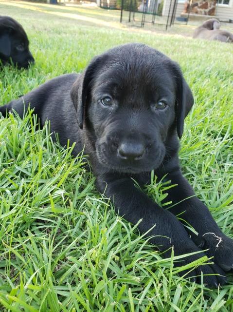 35 Top Photos Golden Retriever Puppies Columbia Missouri - Labrador Retriever puppy dog for sale in Columbia, Missouri