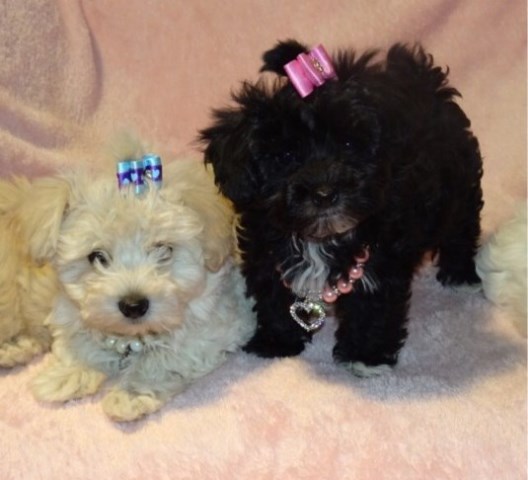 Maltipoo puppy for sale + 54139