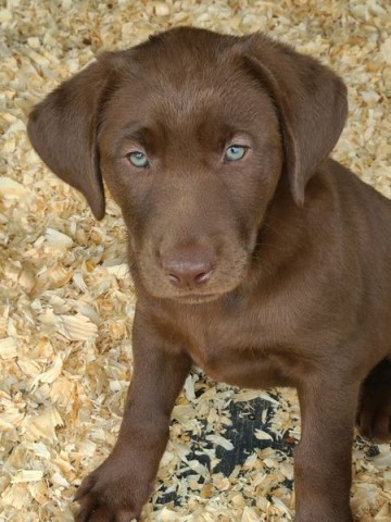 Labrador Retriever puppy for sale + 63318