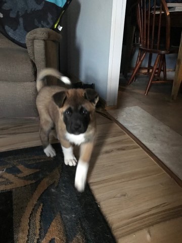 Akita puppy for sale + 54621