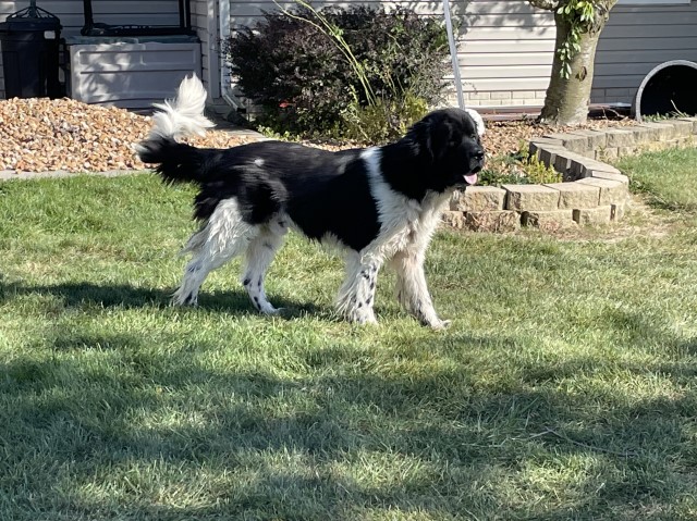 Newfoundland Dog puppy for sale + 64612