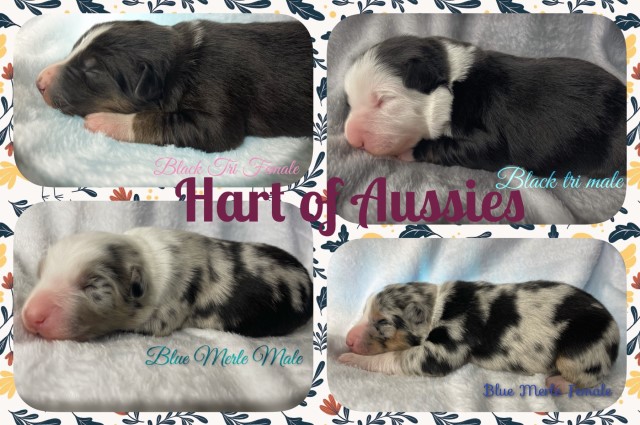 Aussie puppies for sale