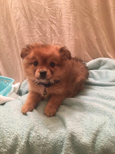 Double coated Teddybear Pomeranians
