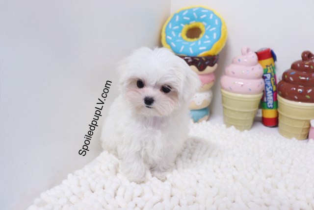 Maltese puppy for sale + 53785