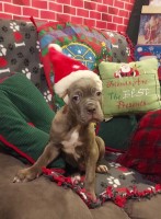 Cane Corso Puppies For Sale- READY NOW!! Cane Corso for sale/adoption