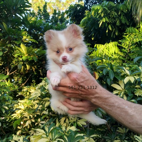 Tiny White with cream Pomeranian Puppy Female