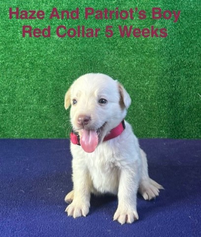 Labrador Retriever puppy for sale + 66610