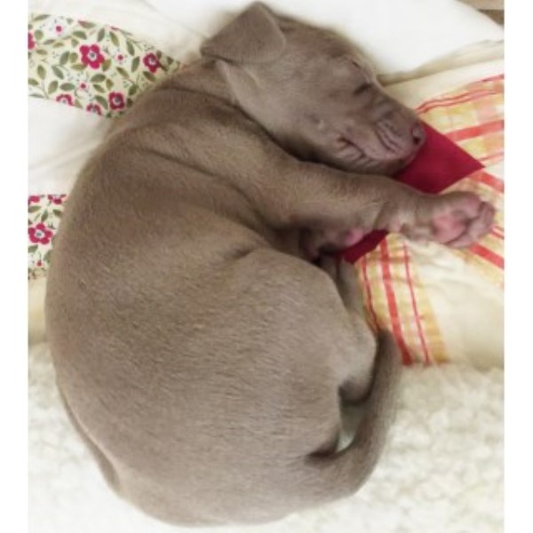 Weimaraner puppy for sale + 46627