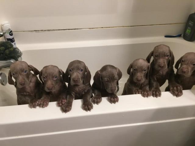 free puppies knoxville tn weimaraner puppy for sale in knoxville tennessee free puppies knoxville tn weimaraner puppy for sale in knoxville tennessee