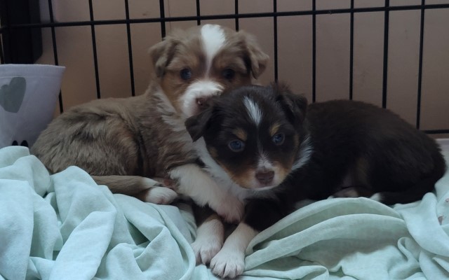 toy Australian Shepherd male, Cocoa, born Sept 29, 2022